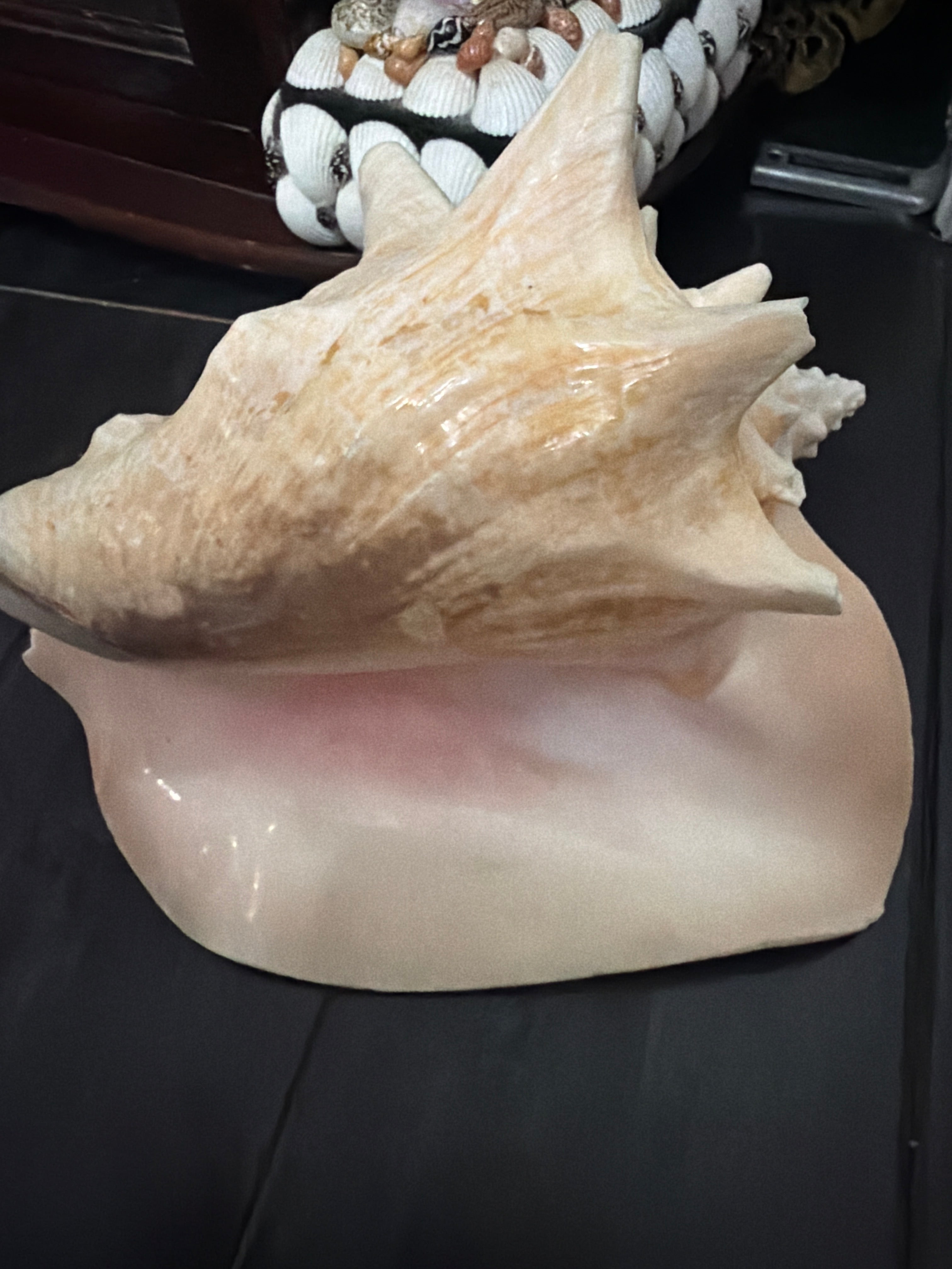 Shell Boxes, Conch Shell