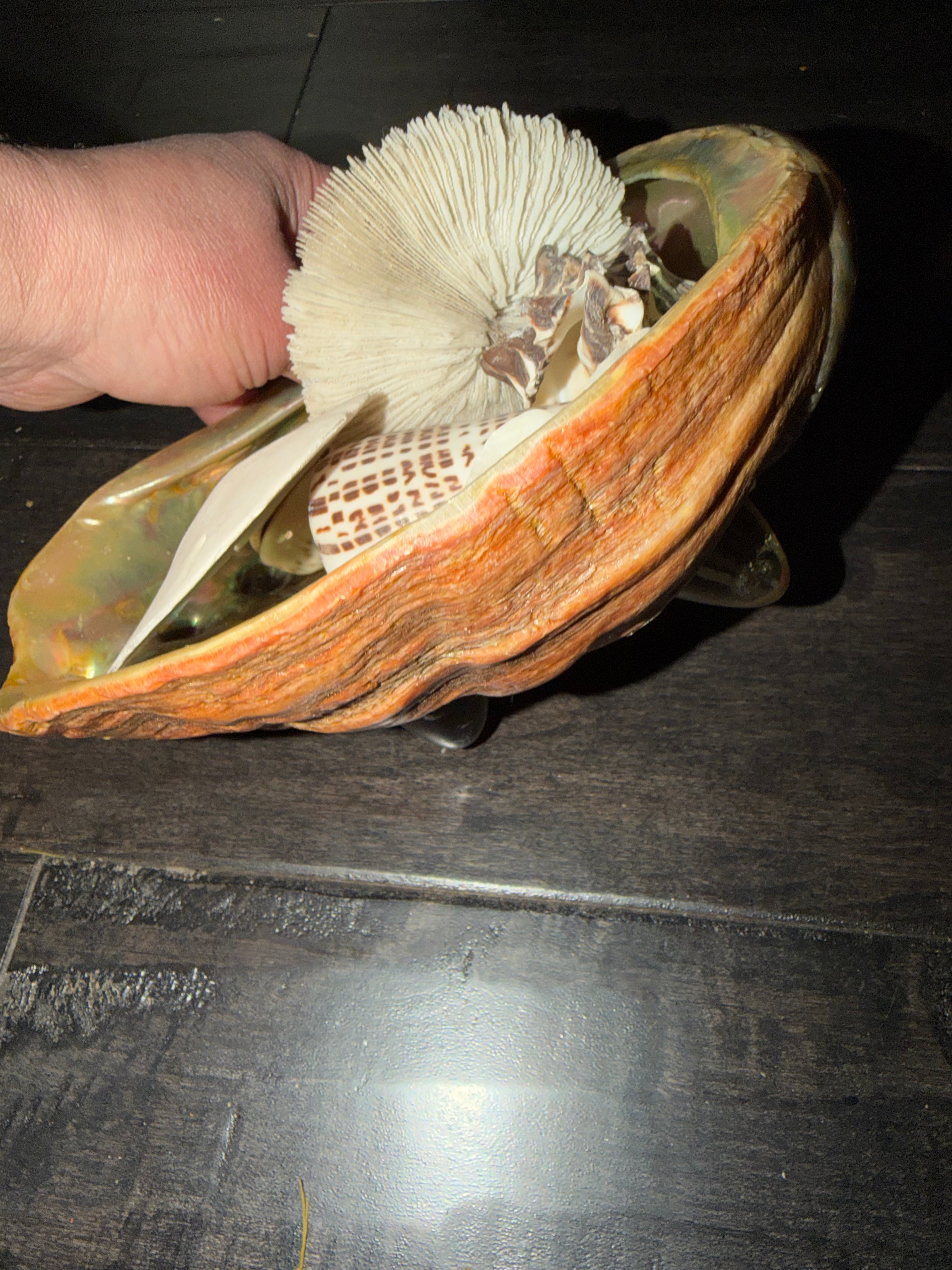 Antlers and Abollone Shell