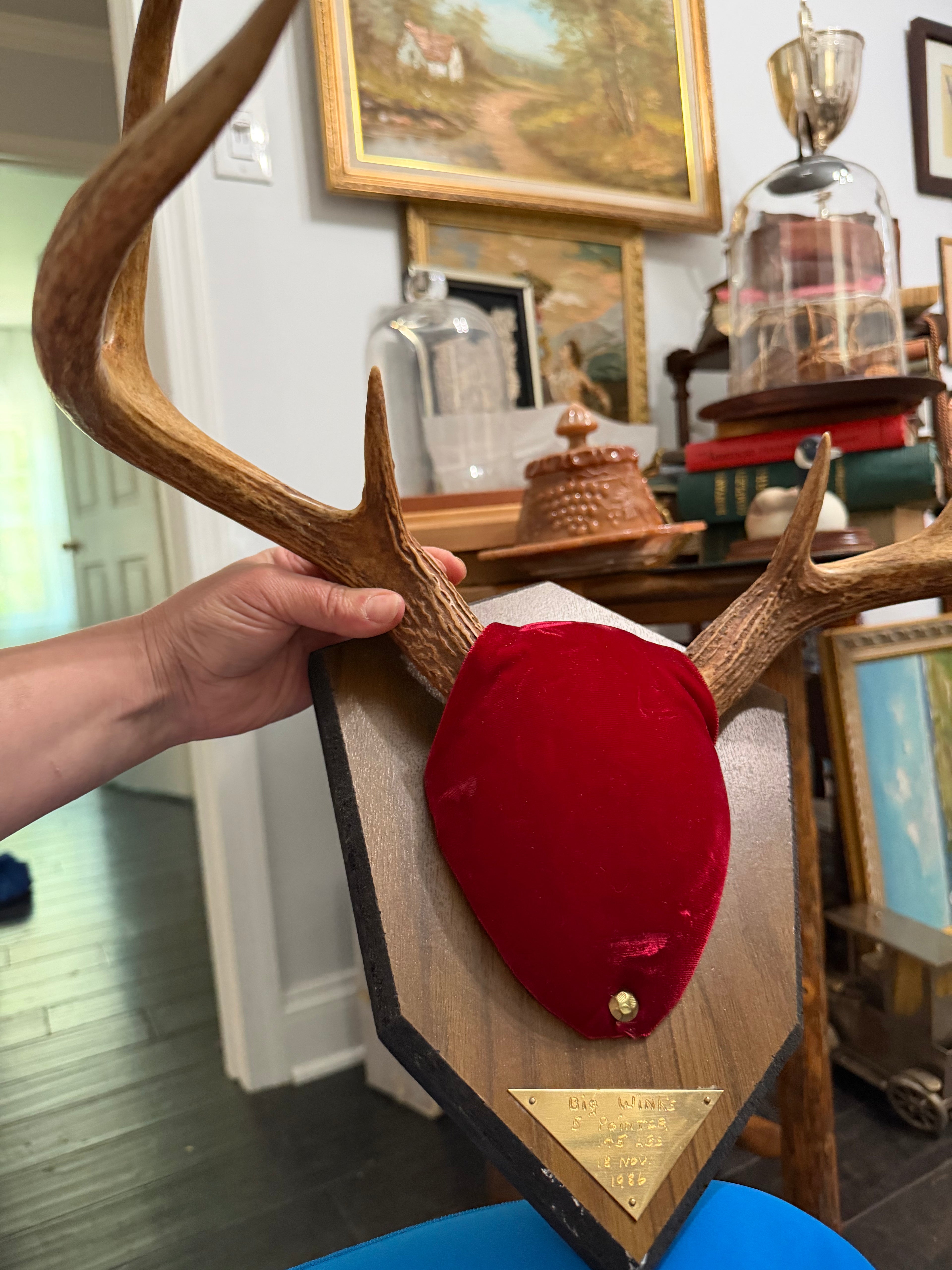 Antlers and Abollone Shell