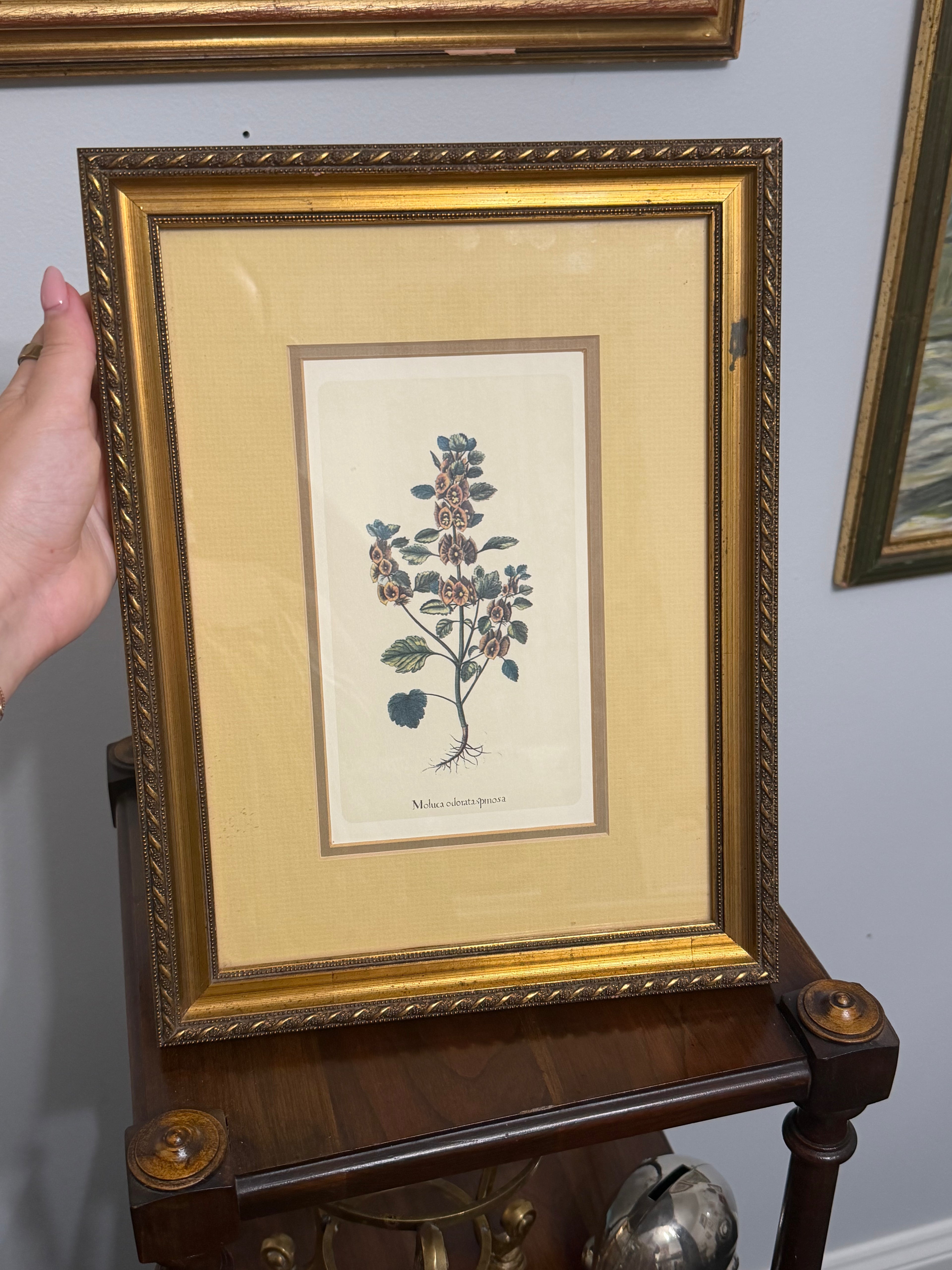 The Framed Botanical Study
